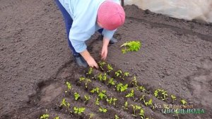 Пикируем рассаду помидор в теплицу