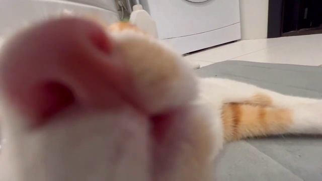 Бугатти дома смотреть онлайн