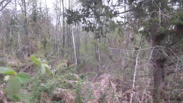 Можжевельник древесина редкость смотреть онлайн
