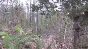 Можжевельник древесина редкость