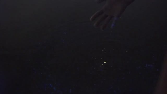 Светящийся планктон на Мальдивах смотреть онлайн