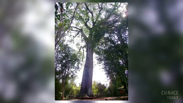 16 самых ДРЕВНИХ ДЕРЕВЬЕВ на Земле смотреть онлайн