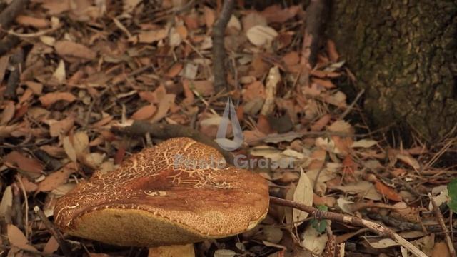 MVI 6149. Specimen of a mushroom Boletus pinophilus (name not certain). Big mushroom in the woods. смотреть онлайн
