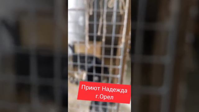 Приют Надежда г.Орел смотреть онлайн