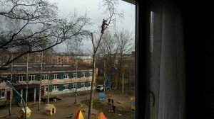 Как пилят  деревья профи.