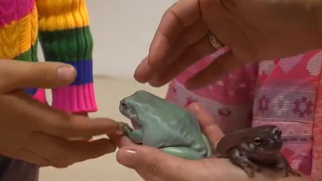 В контактном зоопарке «Живая радуга» можно по душам поговорить с попугаем смотреть онлайн