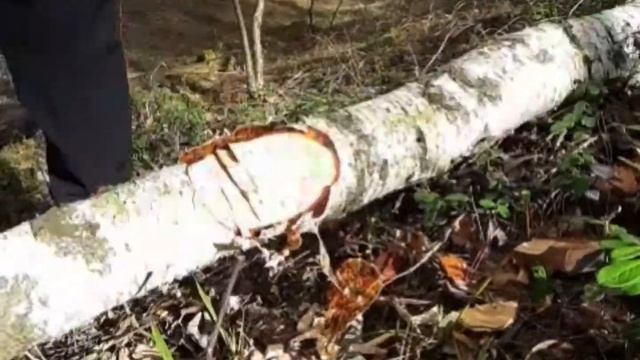 Готовлю дерево для поделок. смотреть онлайн
