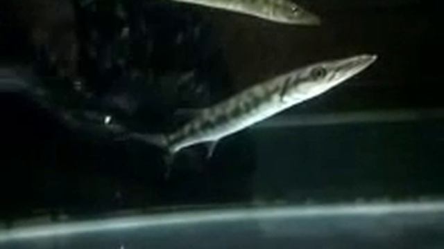 FRESHWATER GREAT BARRACUDA (SPHYRAENA BARRACUDA) смотреть онлайн