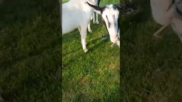 Англо-Нубийский козел "Босс" смотреть онлайн