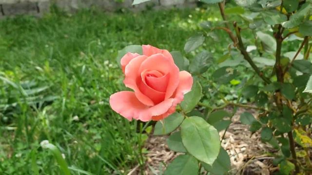 America Climbing Rose