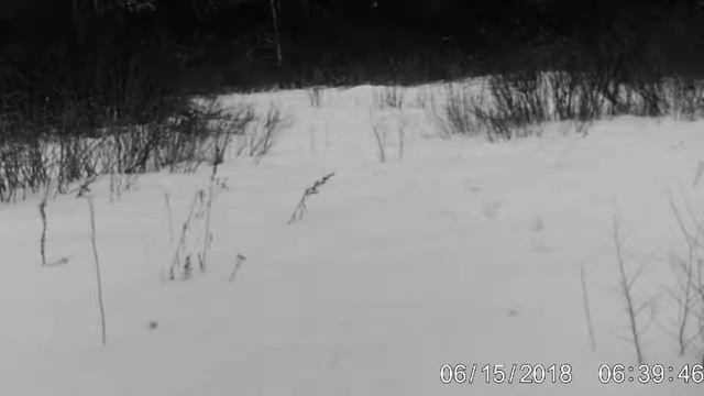 Лось (самка) смотреть онлайн