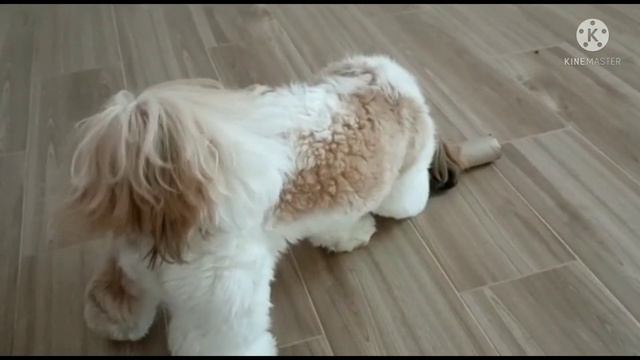 Элвис и Зефир грызут валик бумаги смотреть онлайн