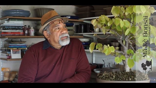 125)  Bonsai Tree Care Of Small Leaved Lime - Tilia Cordata - European Bonsai Species