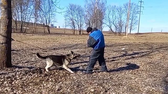 Восточноевропейская Овчарка. East-European Shepherd. смотреть онлайн