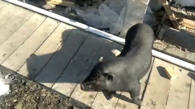 Вьетнамские хрюшки,жизнь на даче! смотреть онлайн