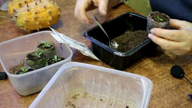 337_Эустома не растёт! Самая первая скорая помощь смотреть онлайн