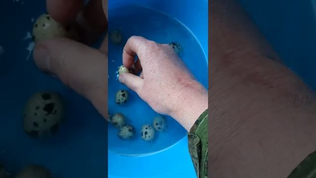 Закладка перепелов Фараон и Черный московский смотреть онлайн