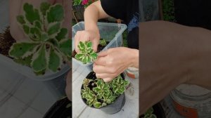 Седум Атлантис. Размножение седума черенками