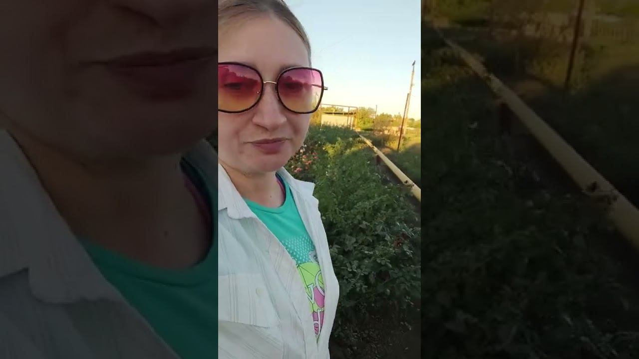 плетистые и розы клаймберы саженцы питомника растений rosebushes.ru смотреть онлайн