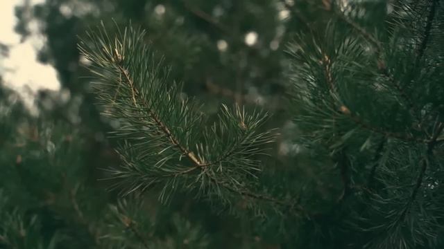 Наглые родственники мужа жили у них уже две недели и невестка решила пойти на хитрость смотреть онлайн