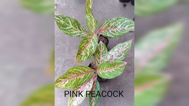 Aglaonema Varieties смотреть онлайн