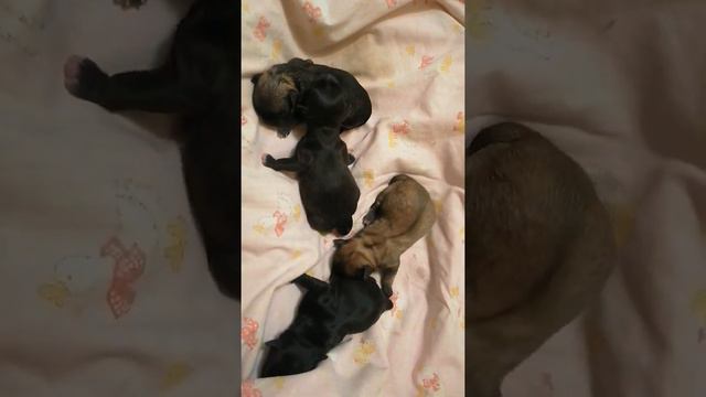 Новорожденные щенки чихуахуа смотреть онлайн