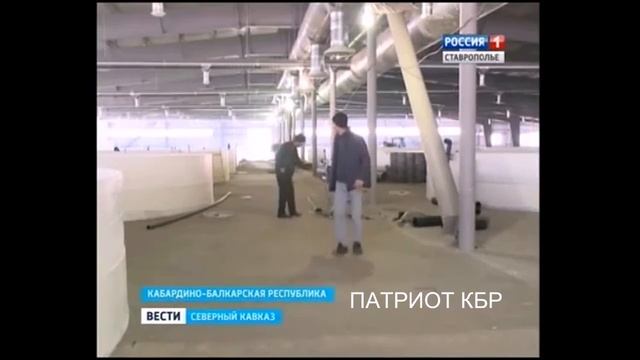 Черную икру будут производить в КБР смотреть онлайн