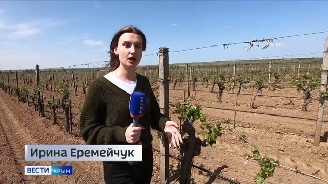 Крымские учёные выводят новые сорта винограда смотреть онлайн