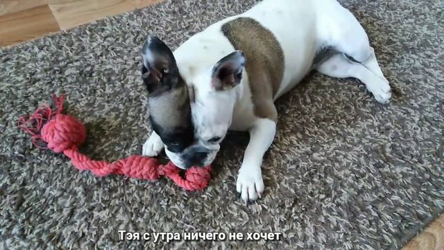 Собачки после сна. Утренняя лень и зевота. Тэя выучила новую команду. French Bulldog And Toy Terrie