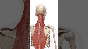 Мышцы спины в 3D. Анатомия спины человека. Обучение анатомии