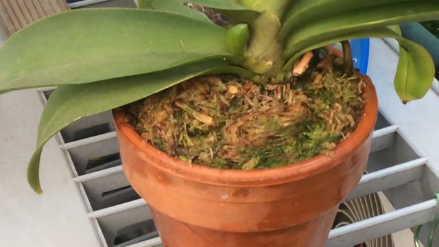 Bloom spike or root? смотреть онлайн