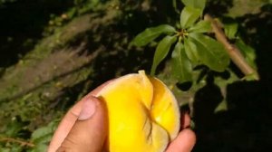 Созревание персика Донецкий Жёлтый