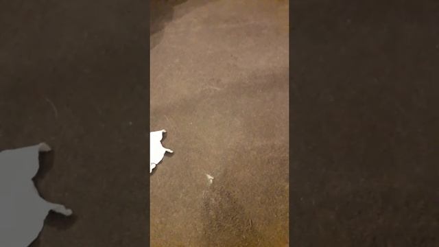 чистим коврик у входной двери смотреть онлайн