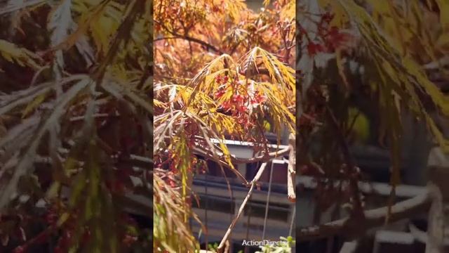 Acer Japonicum-Glicinia Spring 2022 смотреть онлайн