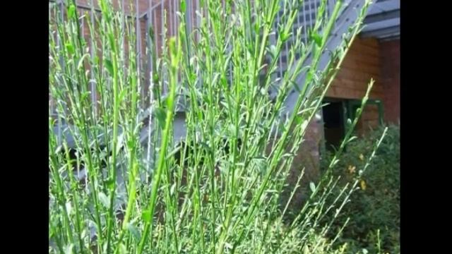 Cytisus scoparius смотреть онлайн