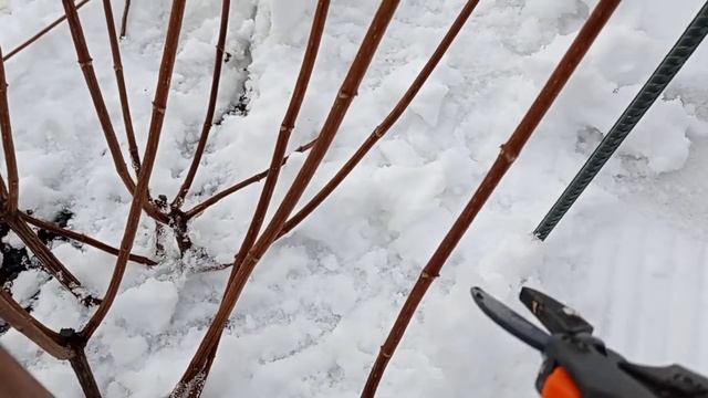 Весенняя обрезка гортензий Ванила Фрайз