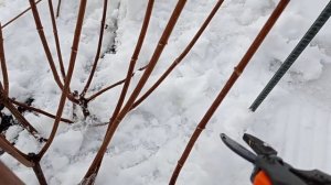 Весенняя обрезка гортензий Ванила Фрайз