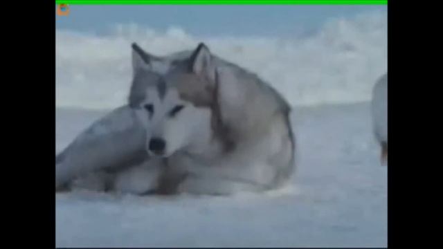 Эдуард Асадов "Верность" смотреть онлайн