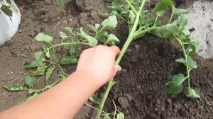 ЕСЛИ РАССАДА ТОМАТОВ ВЫТЯНУЛАСЬ И ПЕРЕРОСЛА ? — ЛУЧШАЯ Посадка помидор в открытый грунт в мае ???