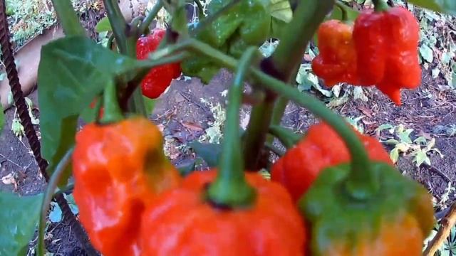 JAFSH Red - Сверх острый сорт перца смотреть онлайн