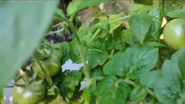 Томаты/Урожайные сорта/Сорт Янтарный/Обзор сорта смотреть онлайн