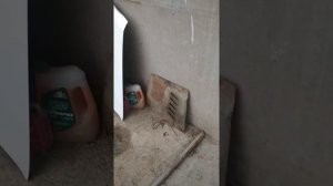 Как поймать крысу