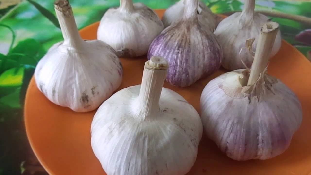 Посадка Зимнего Чеснока под Зиму на Урале. Подготовка Чеснока к Посадке. смотреть онлайн