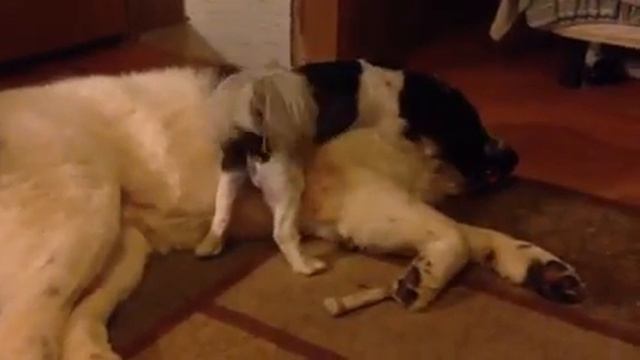 Sherman and Linus смотреть онлайн