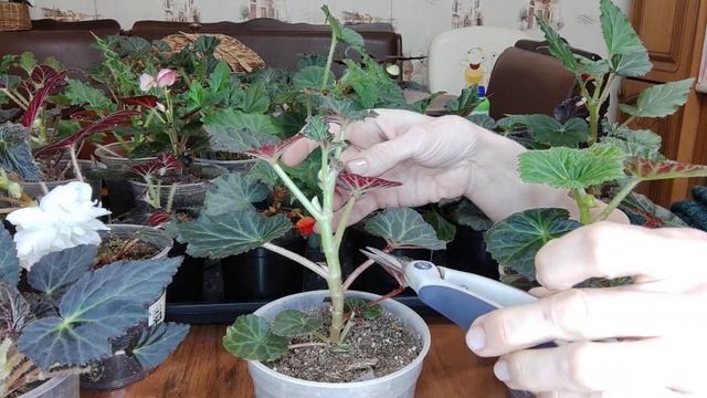 Бегония. Обрезка пришипка бегонии. Формирую красивый пышный куст. Основной уход для роста бегоний. смотреть онлайн