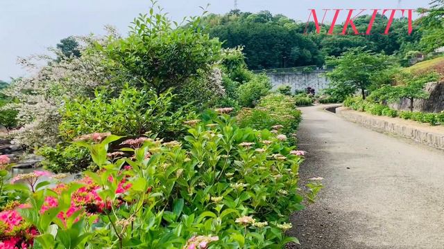 Japan early summer #japannature #beautifulnature #birdsound смотреть онлайн