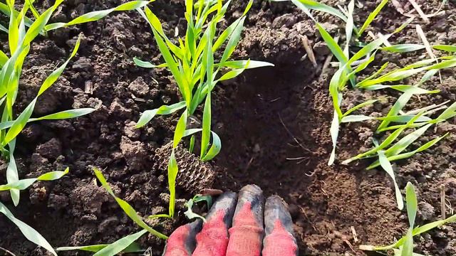 Оз. ячмень 2021(Базальт) месяц после всходов смотреть онлайн