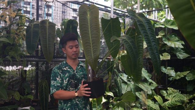 Secret to Growing Lush Aroids - Ft. Anthurium Veitchii (King Anthurium) смотреть онлайн