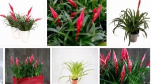 Вриезия Астрид