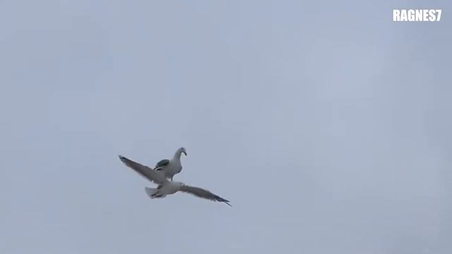 Seagull Riding Seagull Meme